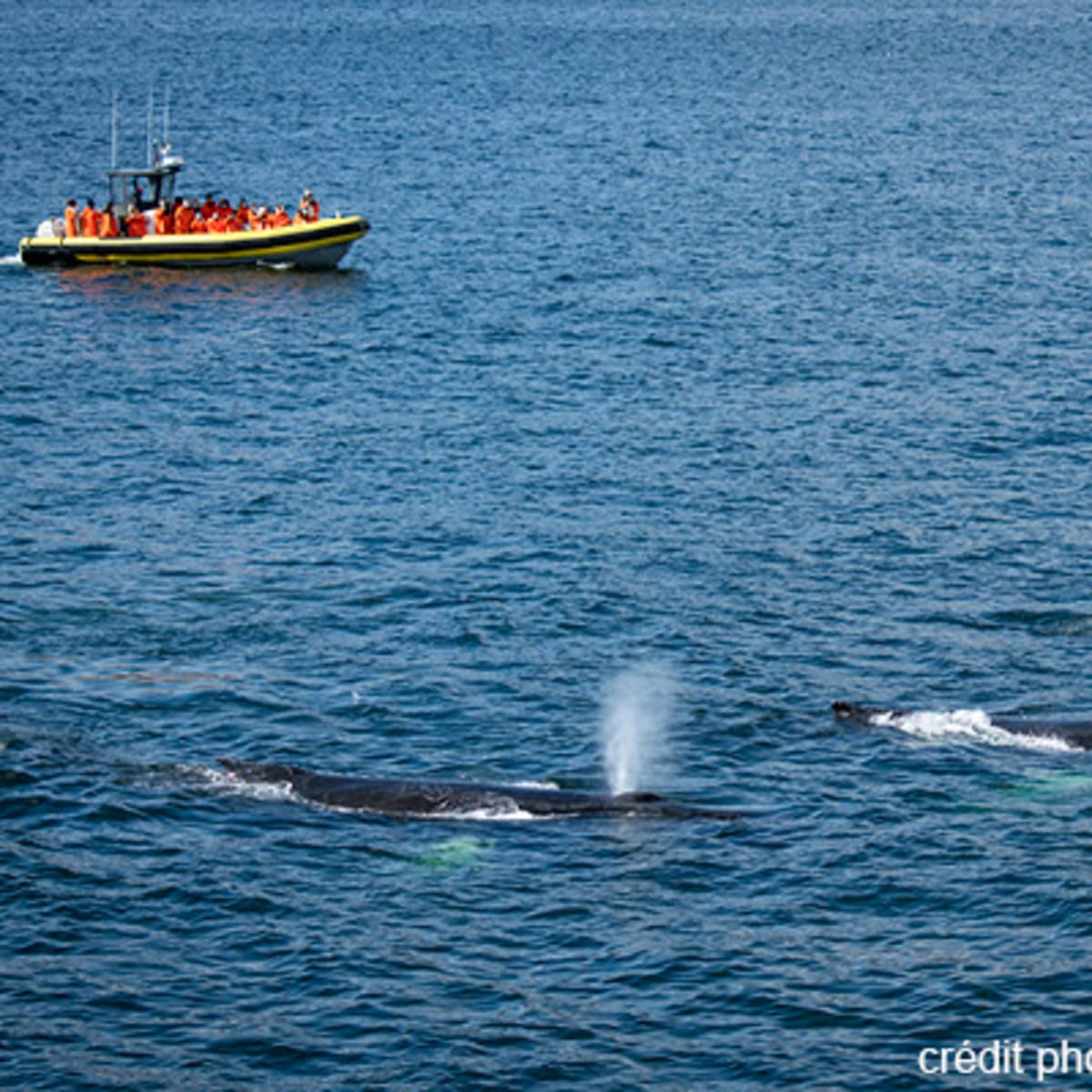 viens_voir_les_baleines_19