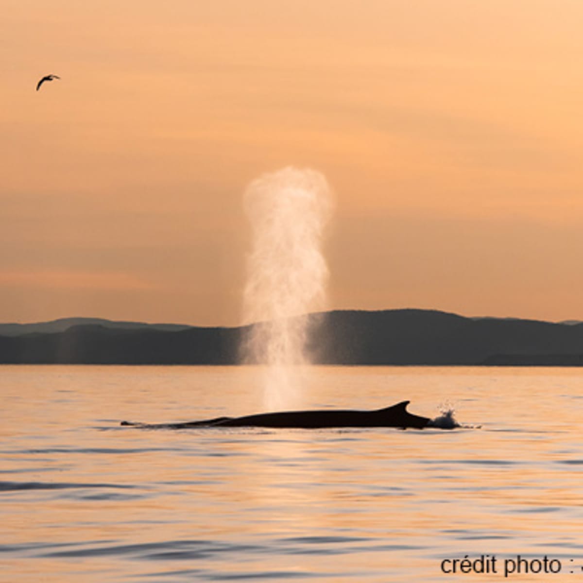 viens_voir_les_baleines_2