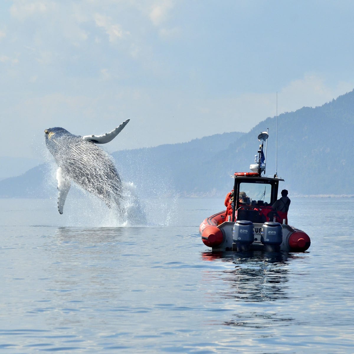 viens_voir_les_baleines_6