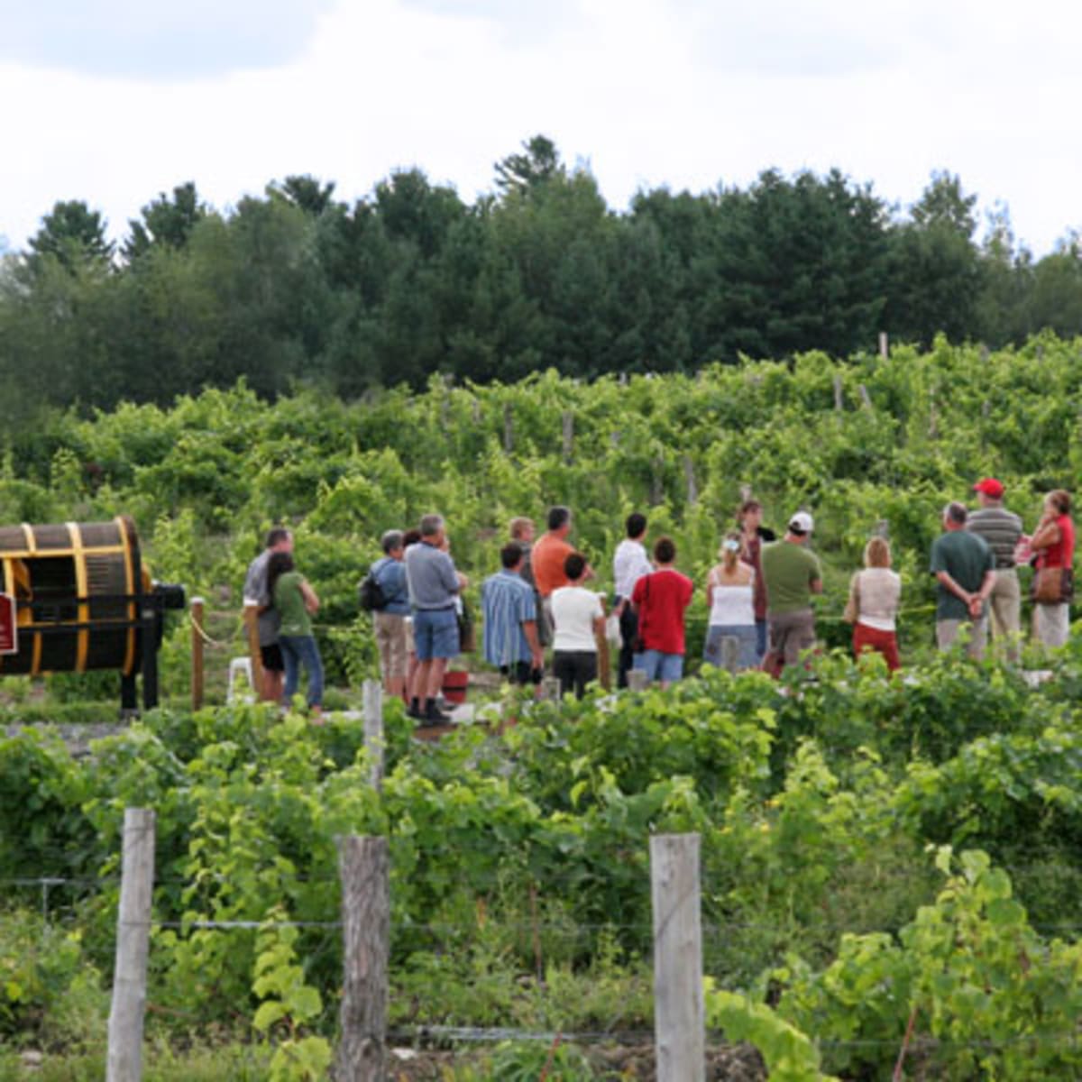 vignoble_le_cep_dargent_1