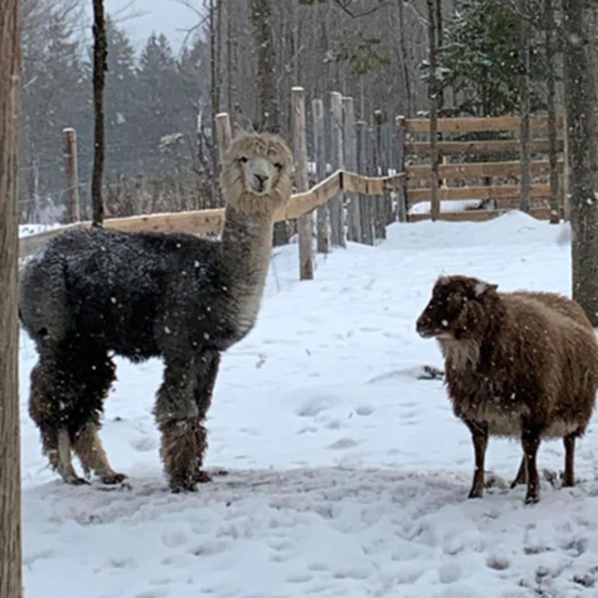 zoo_animation_estrie_1_h