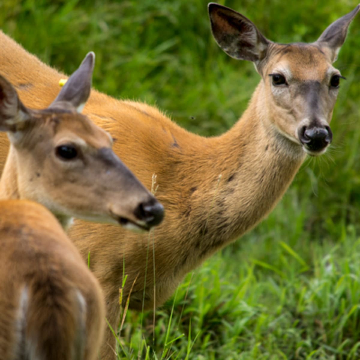 zoo_ecomuseum_1_a