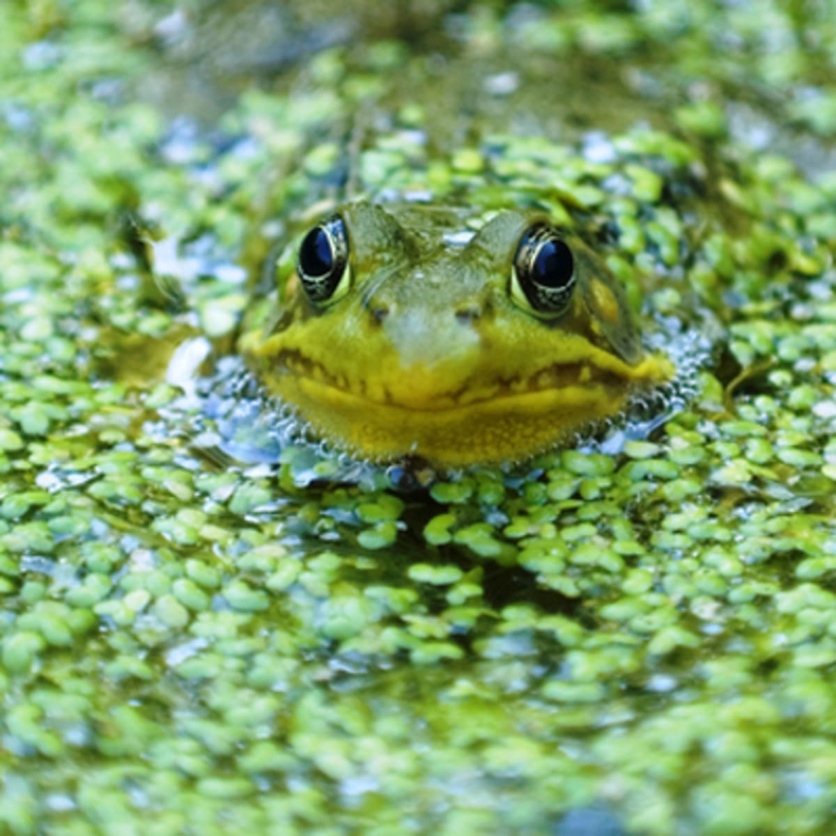 zoo_ecomuseum_9