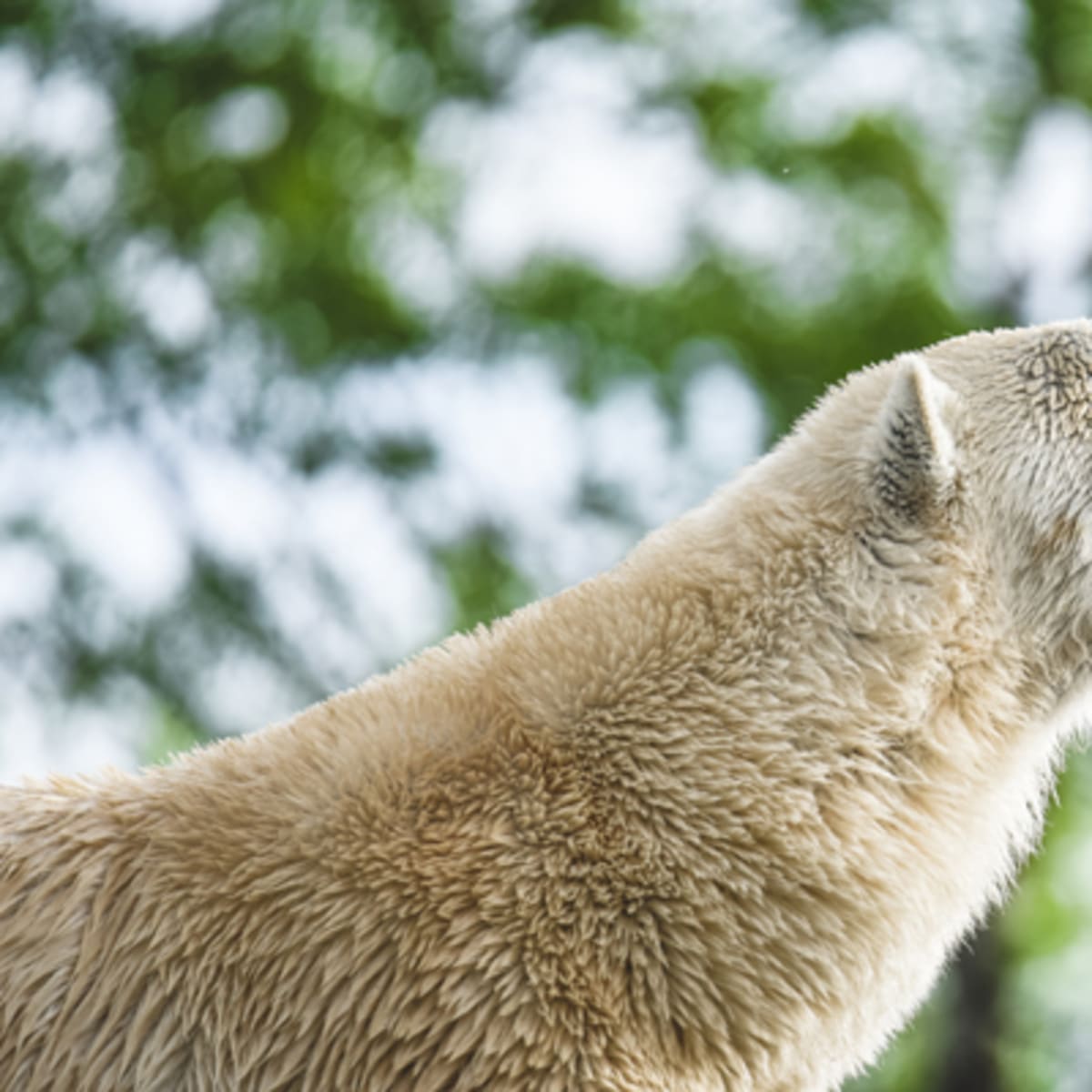 zoo_sauvage_de_saint_felicien_12