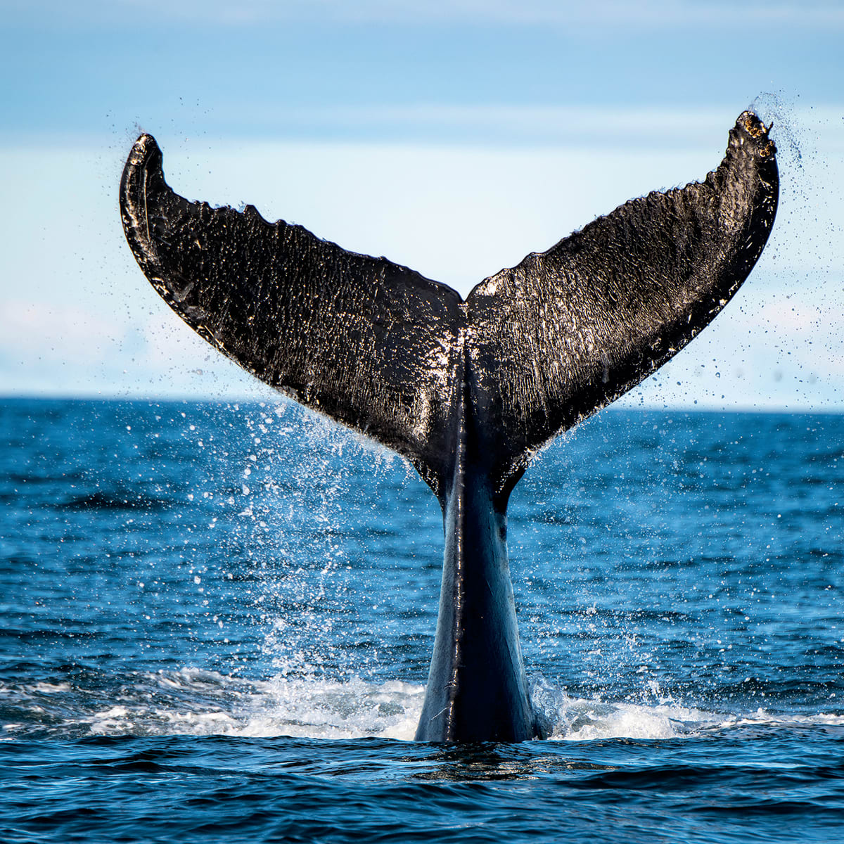 Whale tail coming out of the water.
