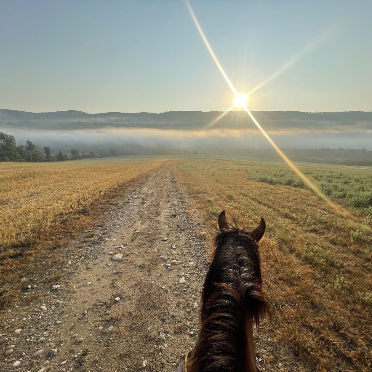 The view is as if you were on horseback; you can see the animal's head, and in the distance, the sun is trying to pierce the mist.