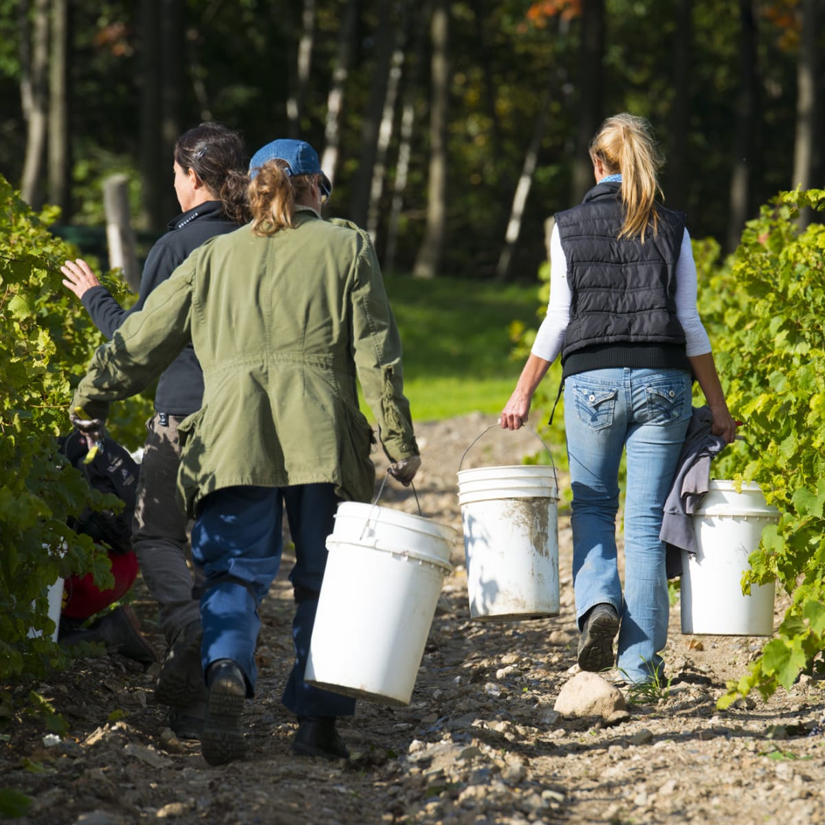 Three women carrying buckets of grapes between rows of vines.