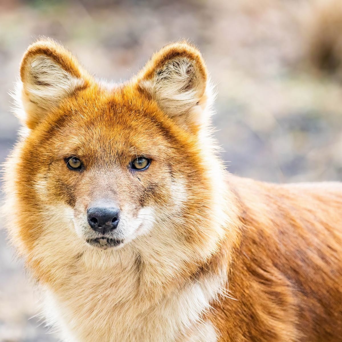 Close-up of the head of a dhole.