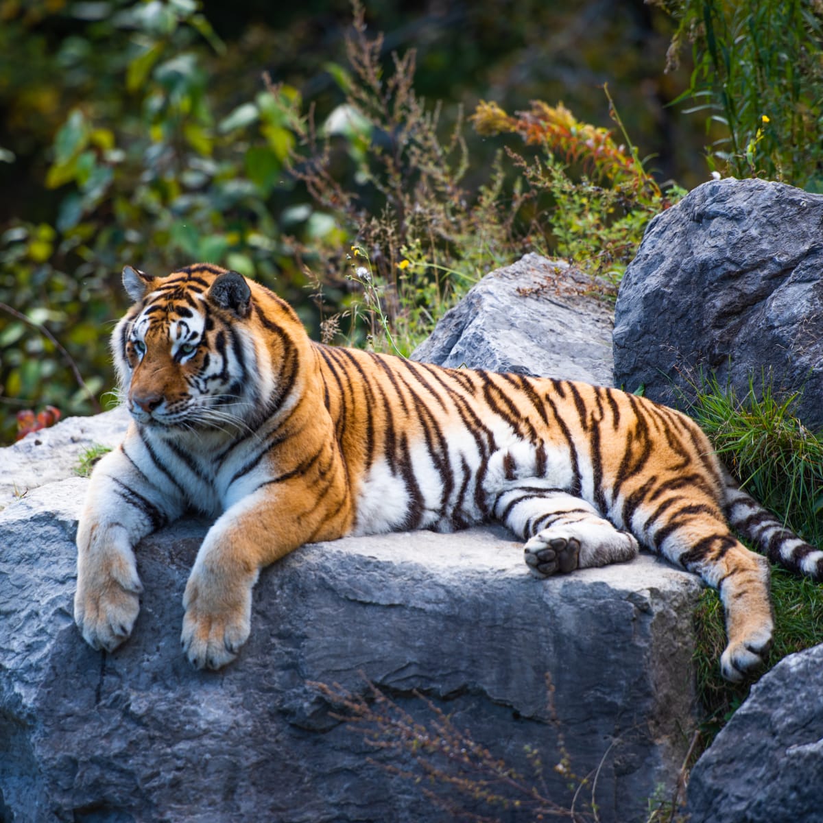 A tiger resting on a rock.