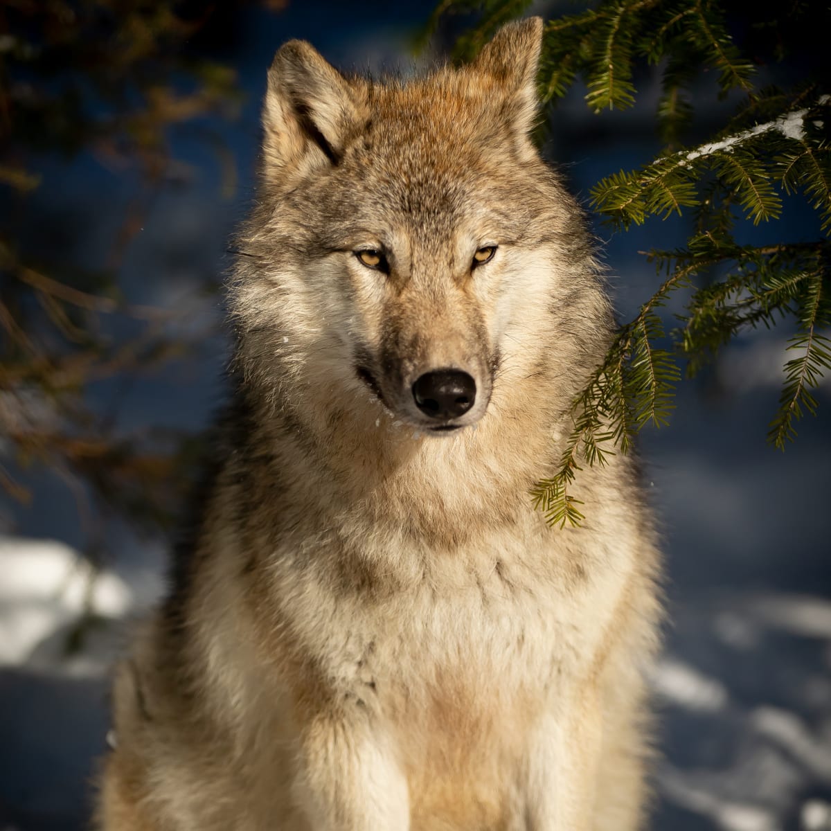 Wolf Sanctuary LUPO - A wolf is seated on snow