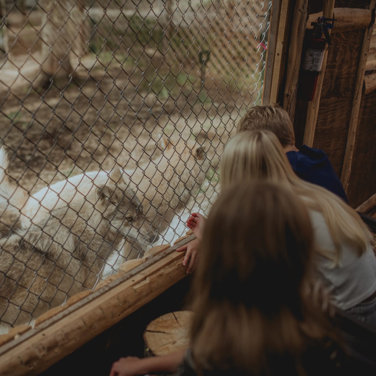 Wolf Sanctuary LUPO - Three crouching people interact with three wolves behind a fence