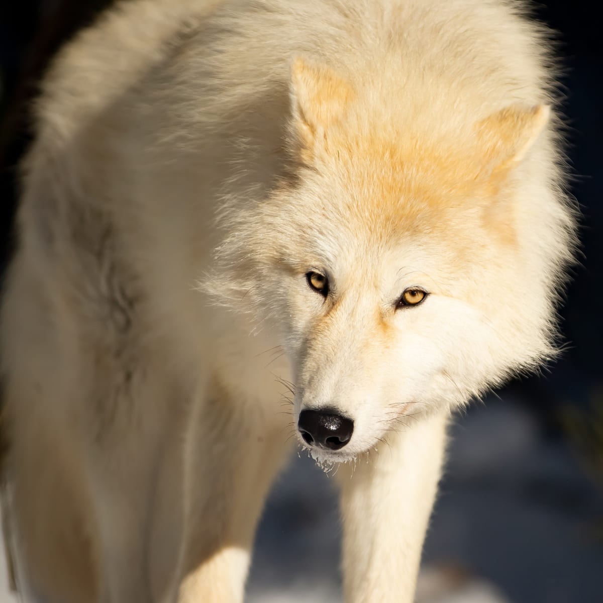 Wolf Sanctuary LUPO - A white wolf walking on snow