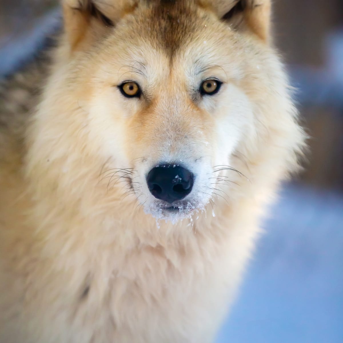 Wolf Sanctuary LUPO - A wolf