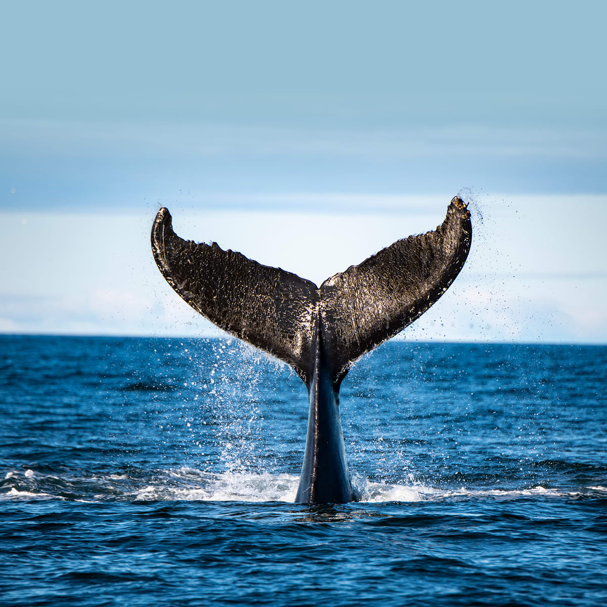 Viens voir les baleines