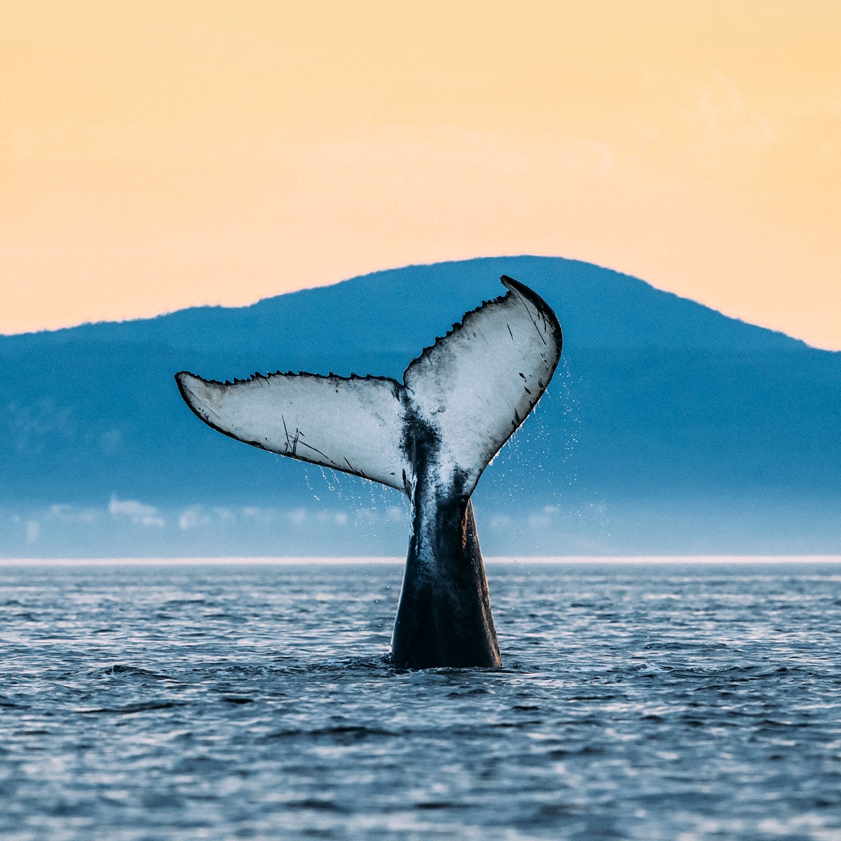 Viens voir les baleines