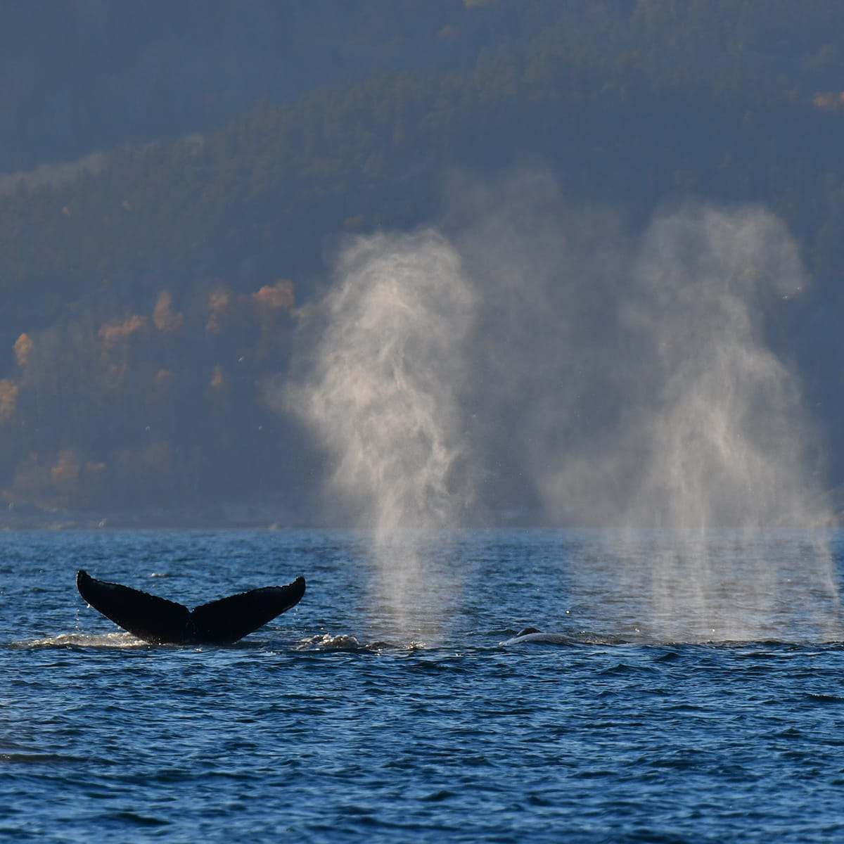 Viens voir les baleines