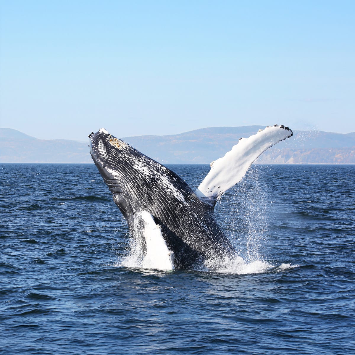 Viens voir les baleines