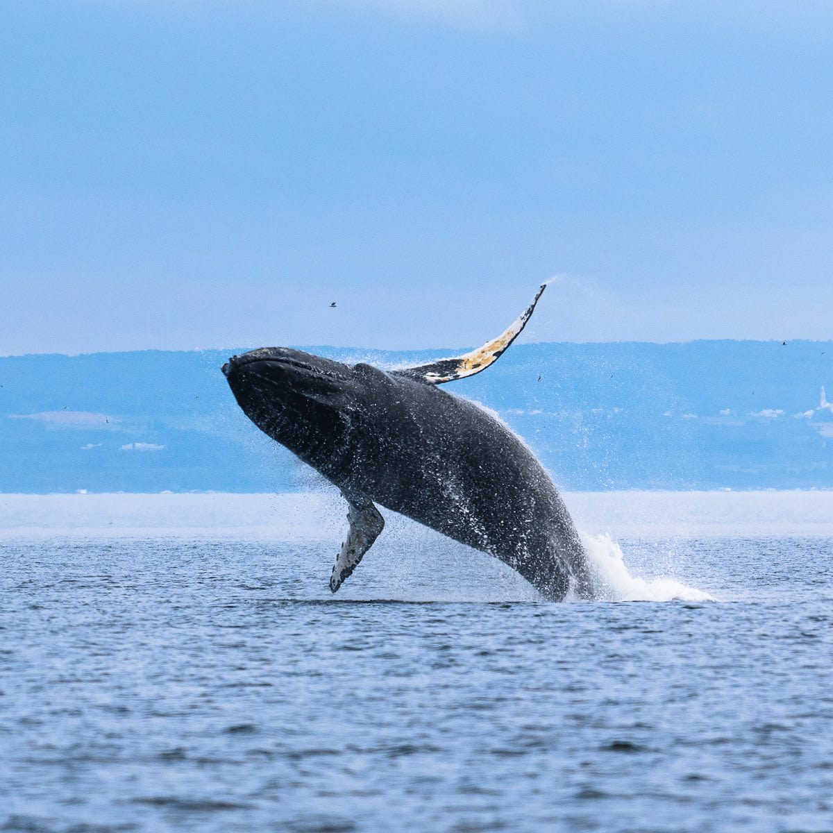 Viens voir les baleines