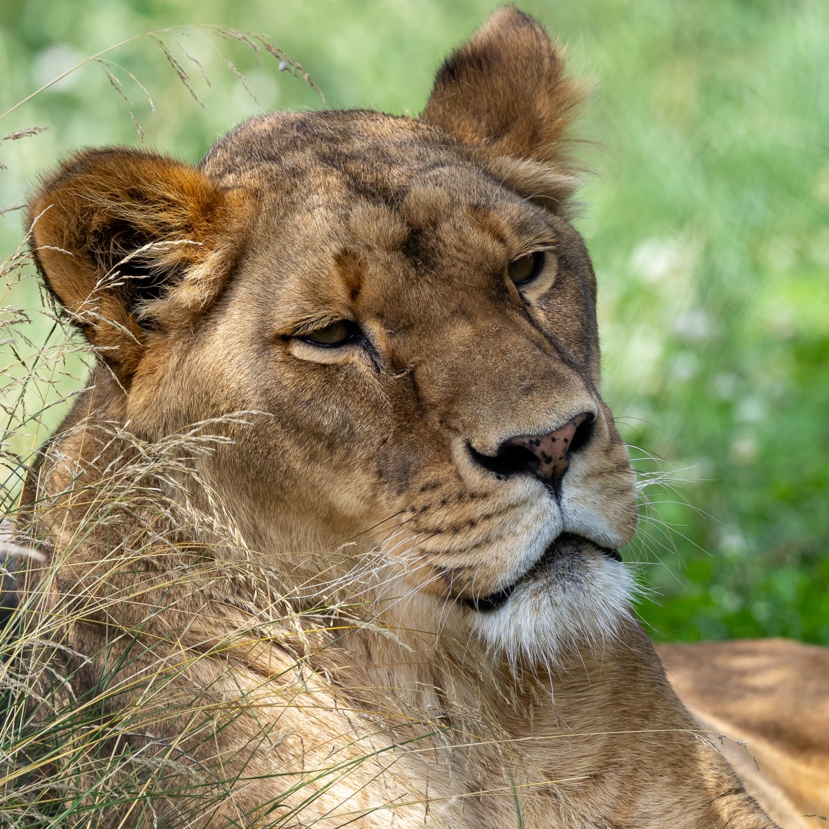 Animal Park - Zoo de Granby