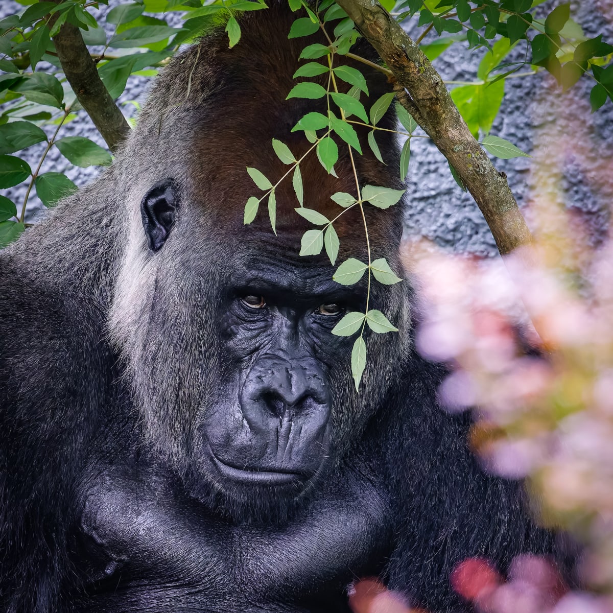 Animal Park - Zoo de Granby