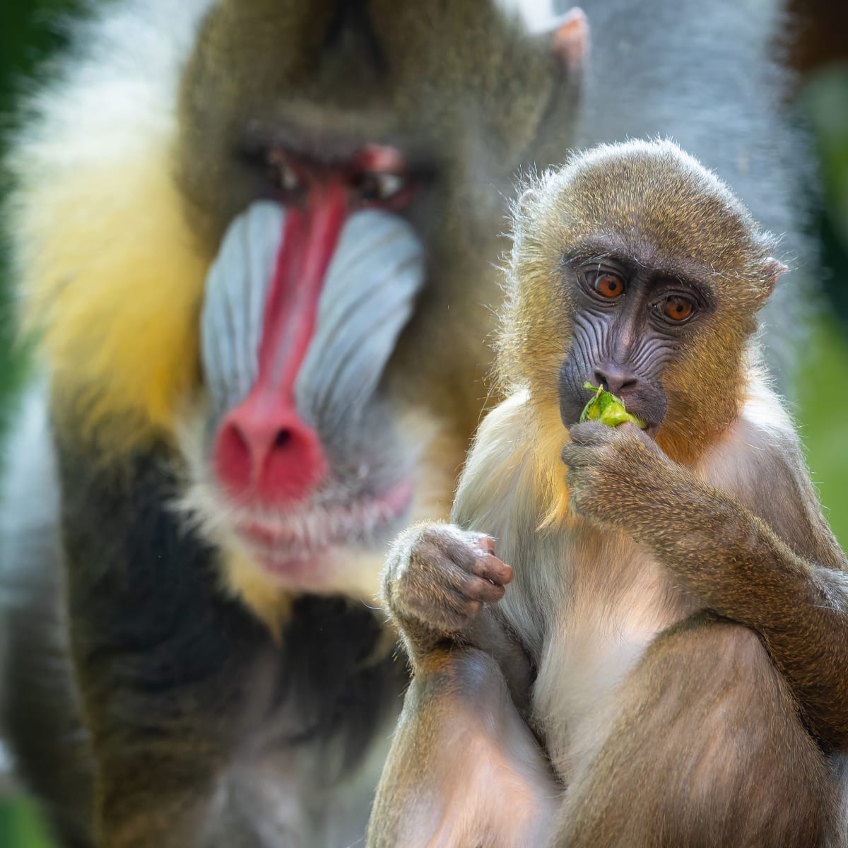 Animal Park - Zoo de Granby