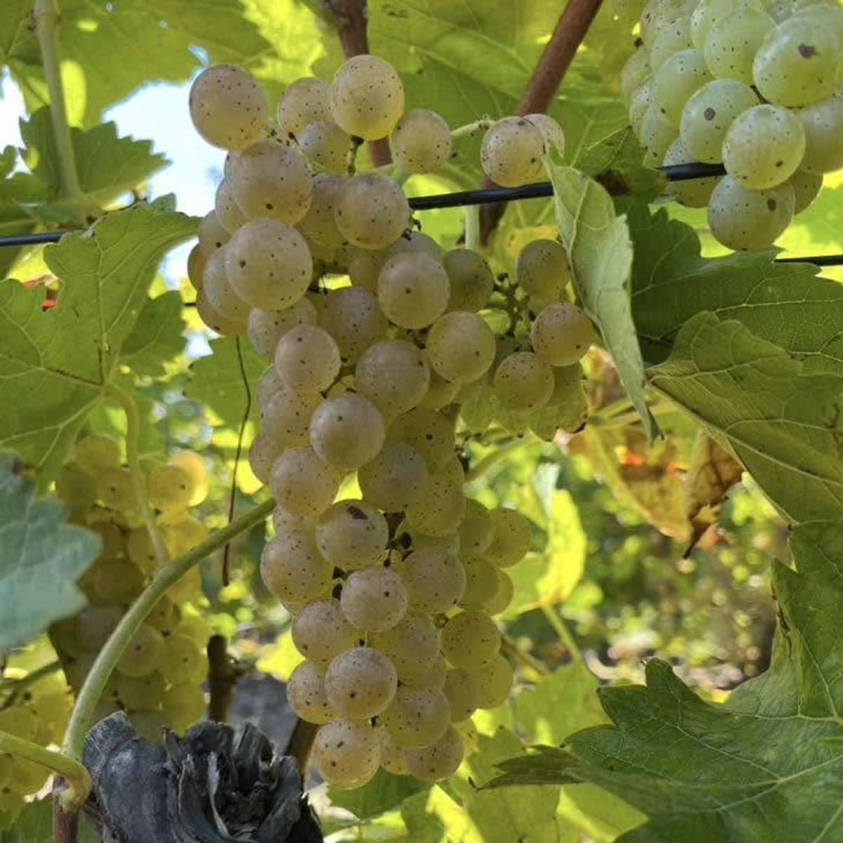 Une grappe de raisin dans les vignes du Domaine des Salamandres en Montérégie.