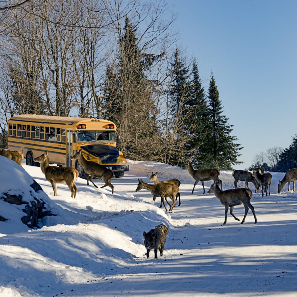 Autobus observant des cerfs en hiver au Parc Oméga.
