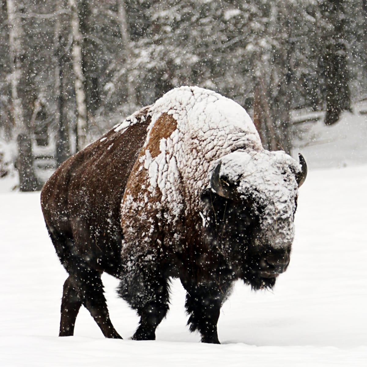 Bison au Parc Oméga.