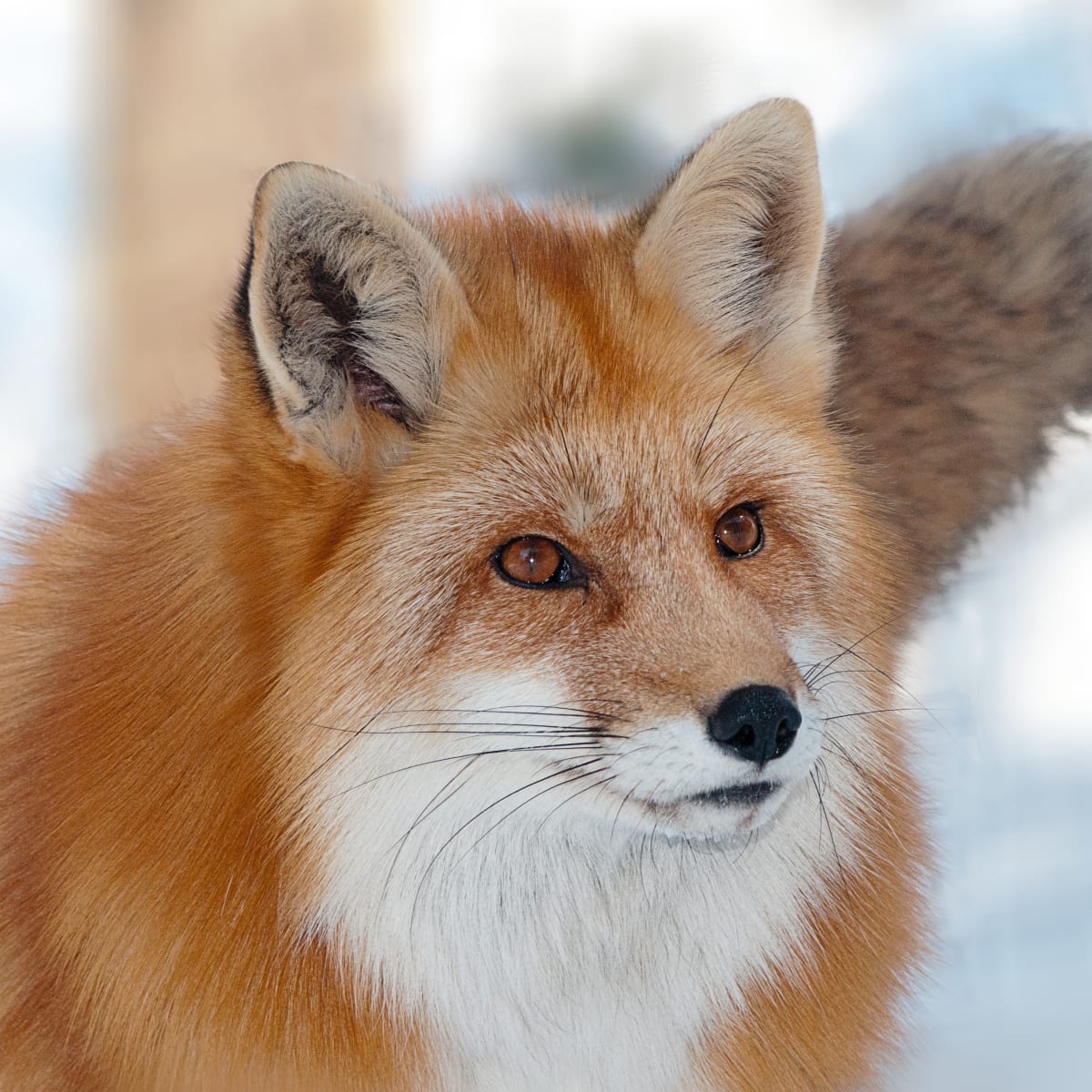 Renard au Parc Oméga.