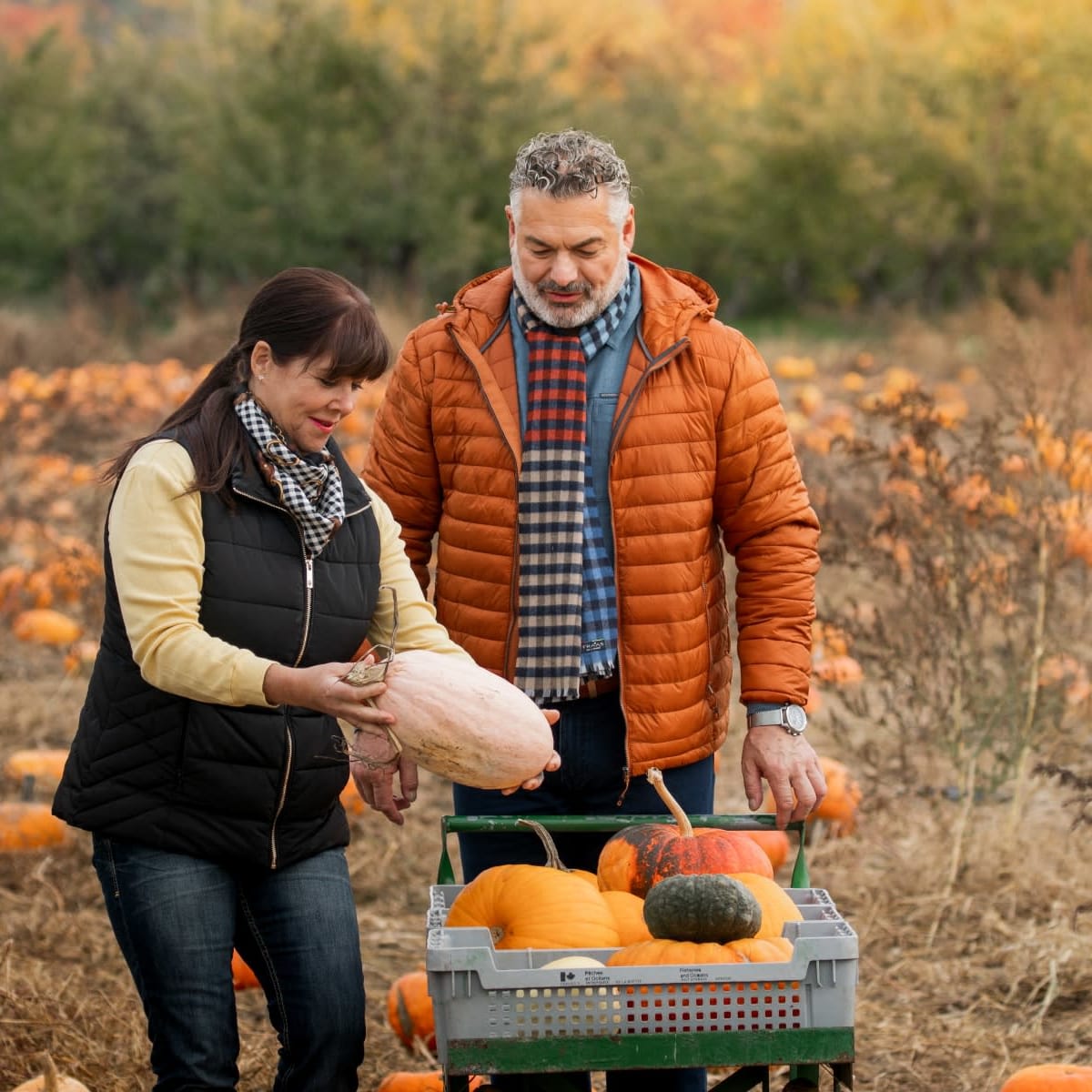 Couple dans un champ de citrouilles.