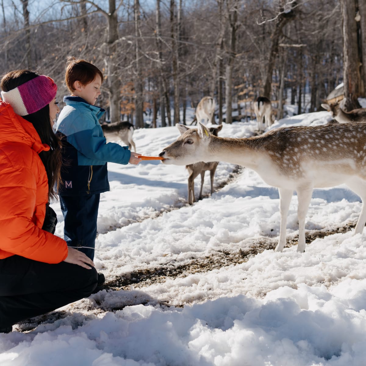 Mother and son feeding a deer at Parc Oméga.