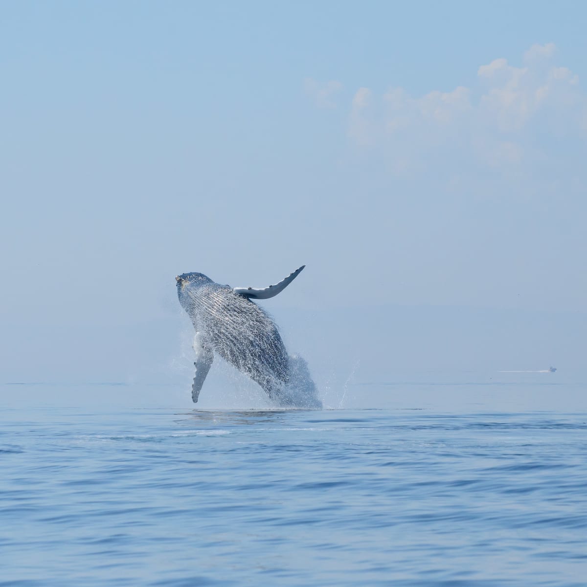 Whale emerging from the water in the Côte-Nord region.