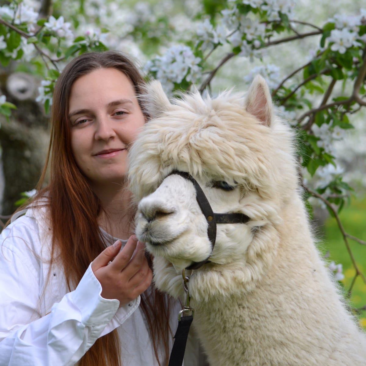 Alpagas du Domaine Poissant - A woman and an alpaca