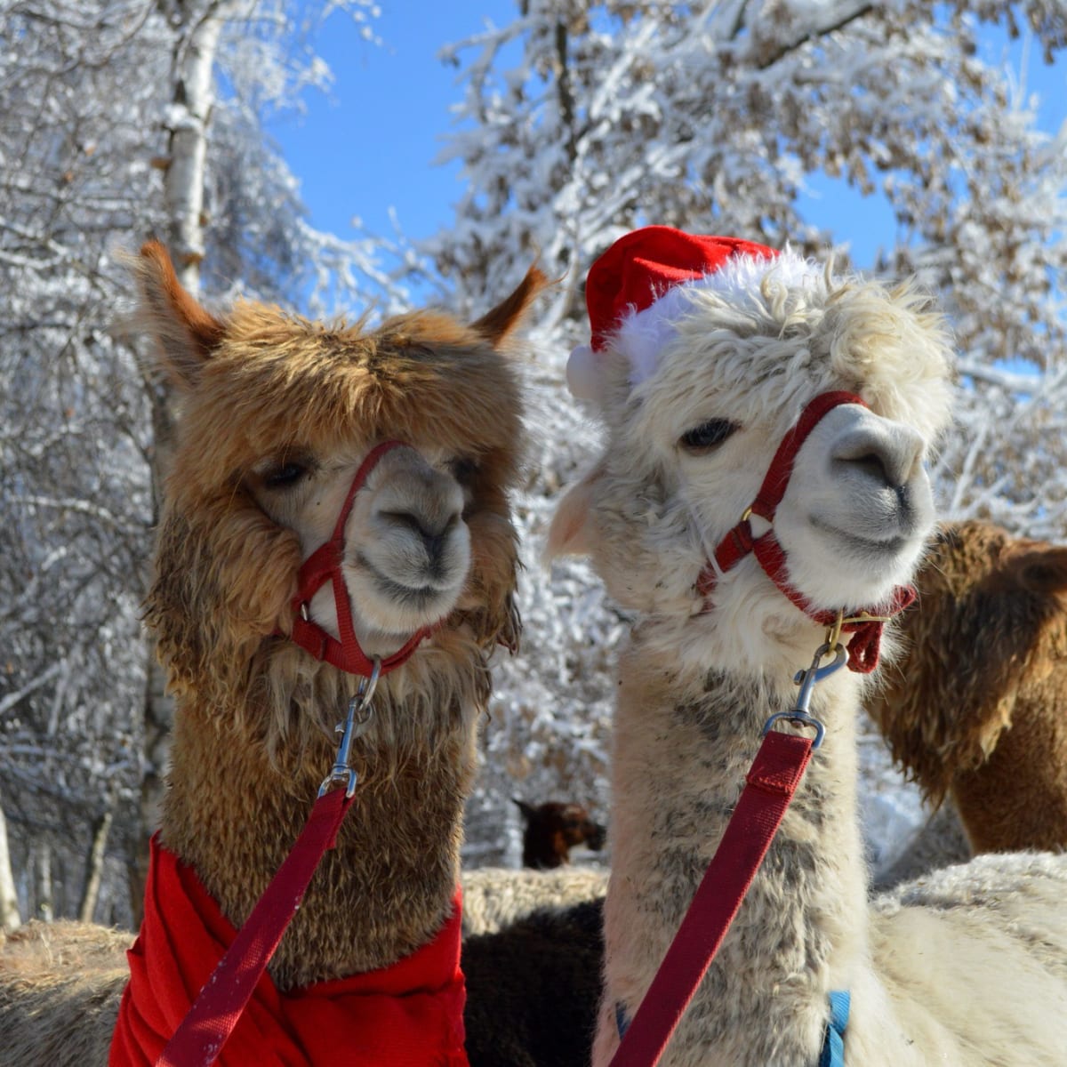 Alpagas du Domaine Poissant - Alpacas, including one with a Santa hat, in winter