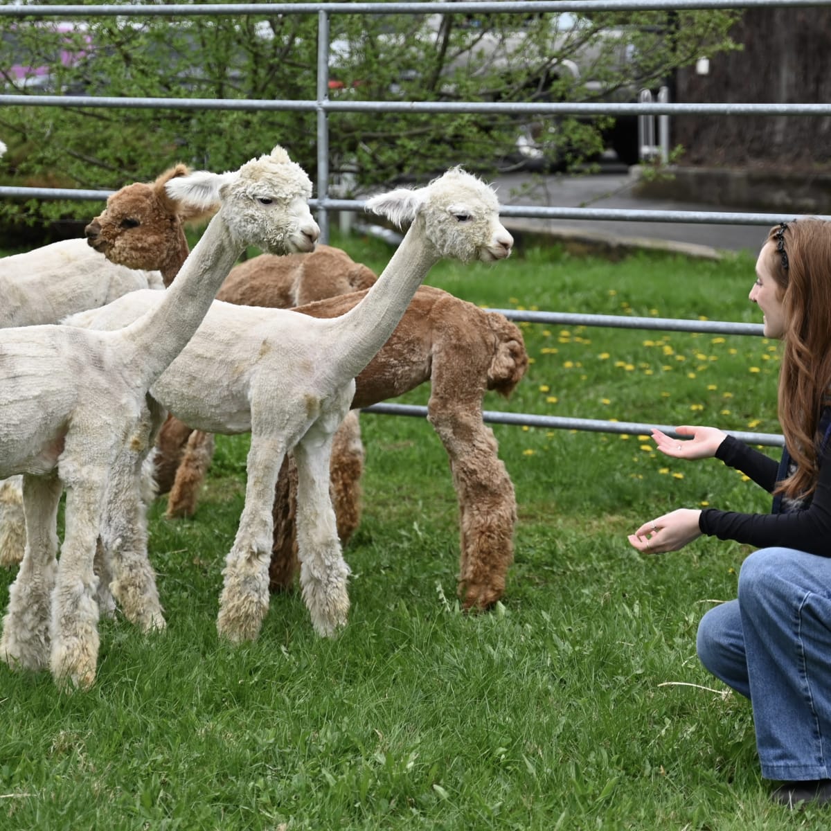 Woman feeding alpacas.