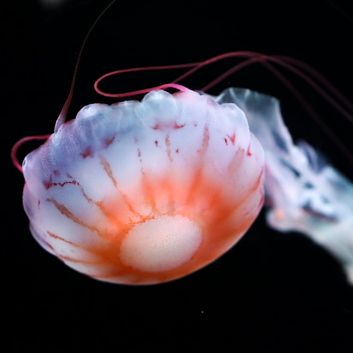 Jellyfish - Aquarium du Québec.