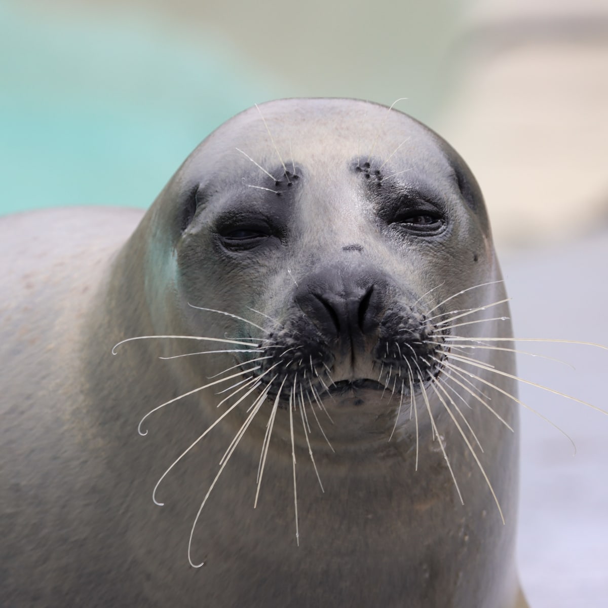 Seal - Aquarium du Québec.