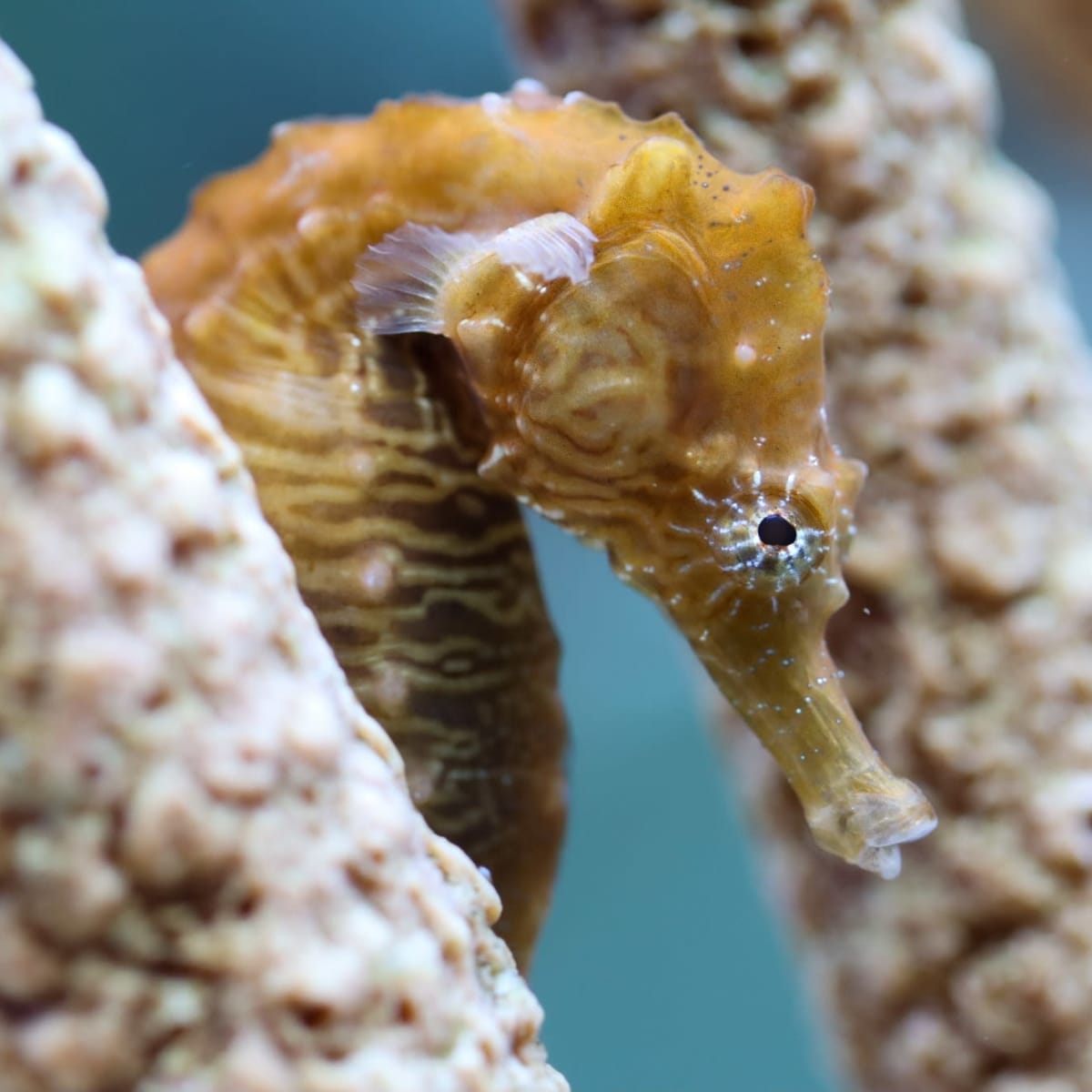 Hippocampe - Aquarium du Québec.