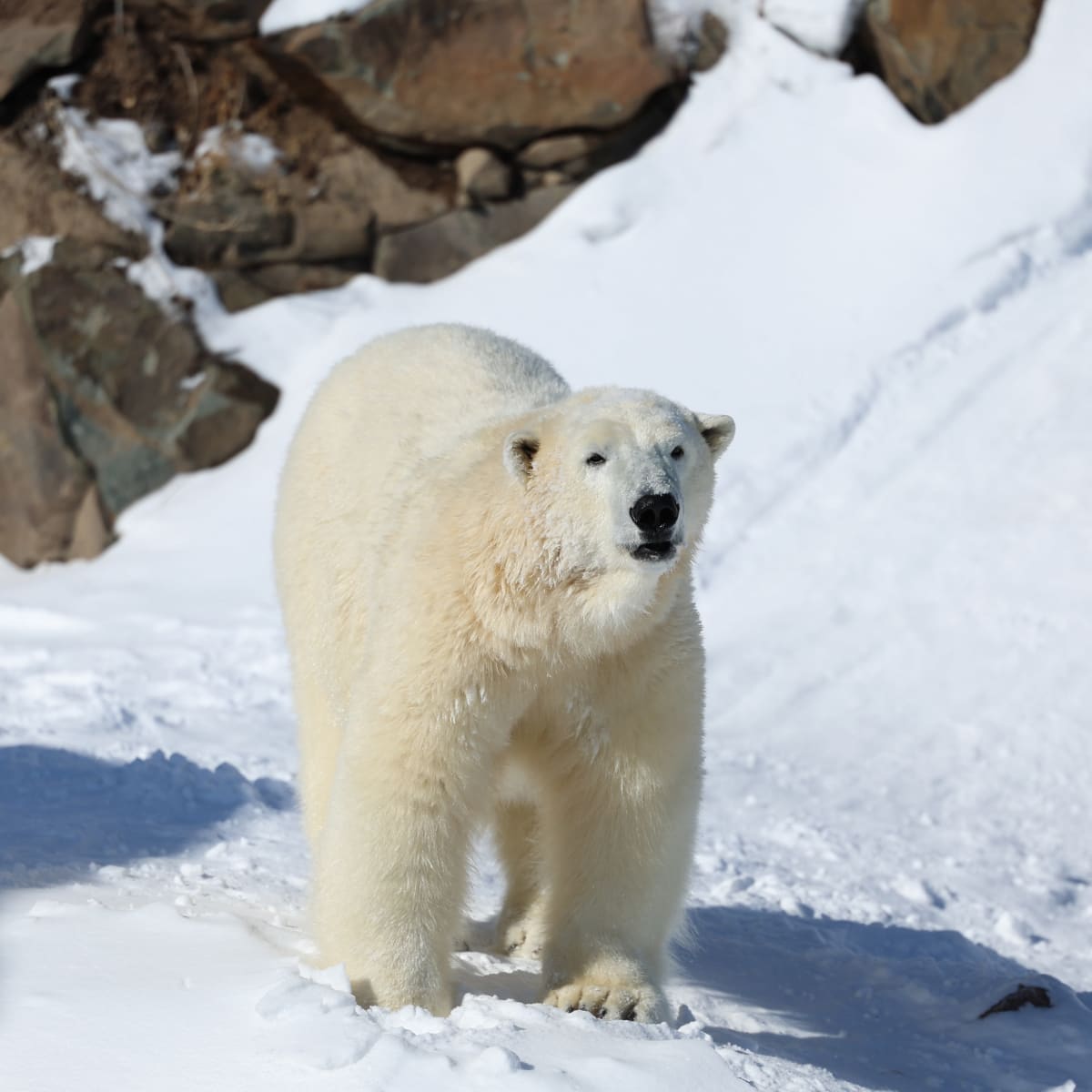 Polar bear - Aquarium du Québec