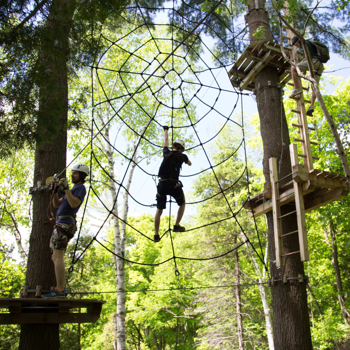 Spider web - Arbraska Chauveau. 