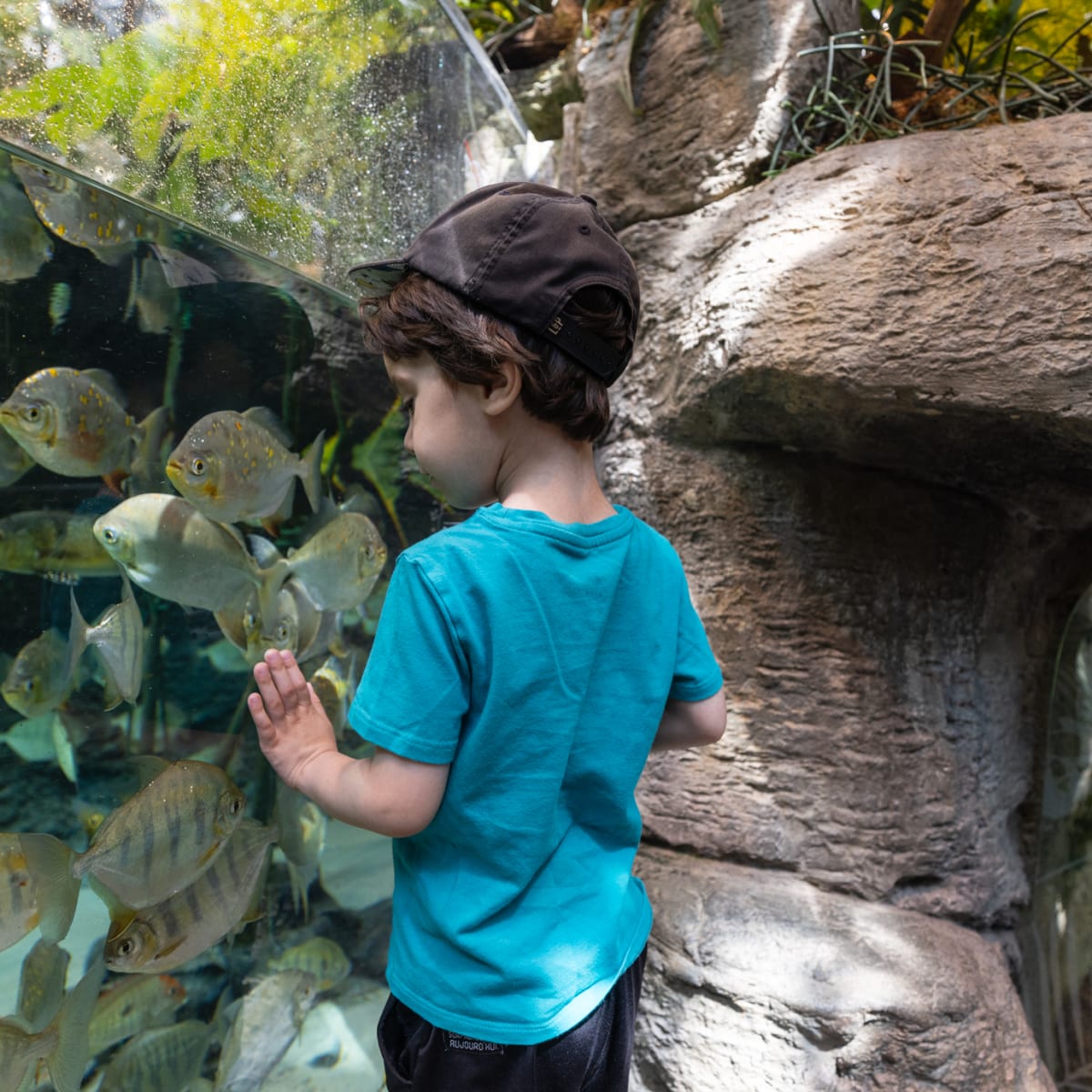 Young boy looking at fish at the Biodôme de Montréal.