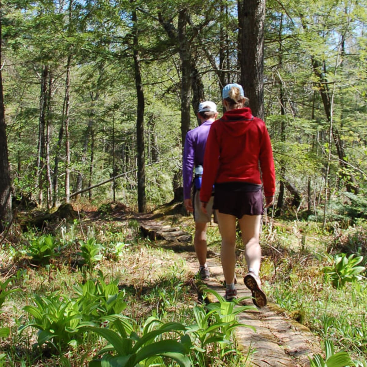 Hikers on a forest trail.