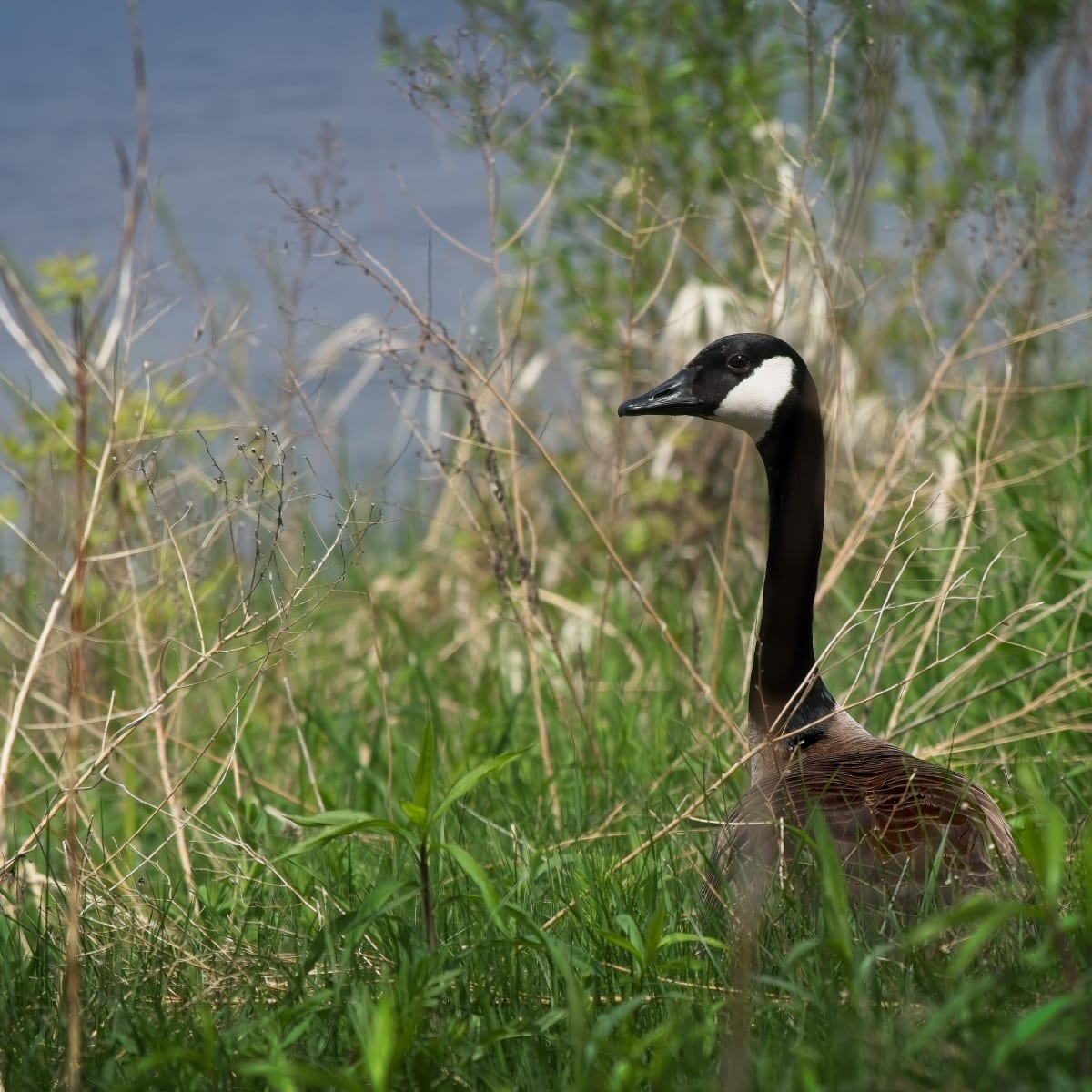 A goose in the grass.