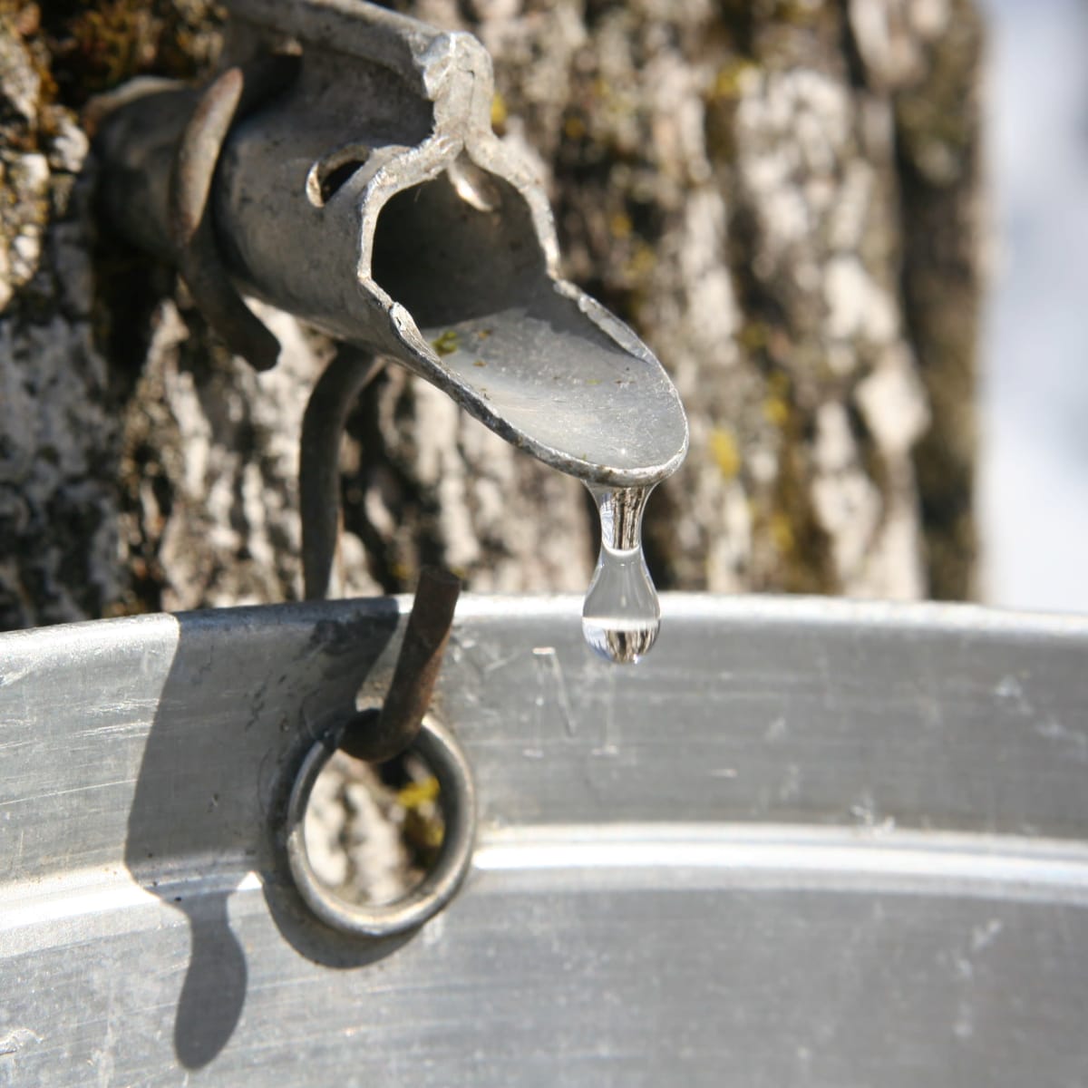 Cabane à sucre Le Relais des Pins