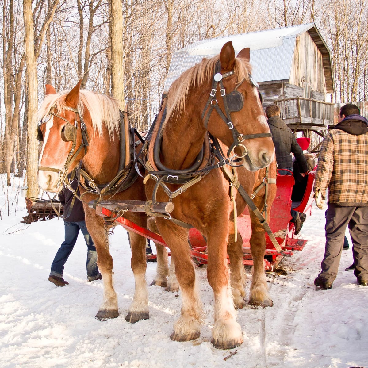Horse-drawn sleigh at Cabane à sucres Les Rondins.