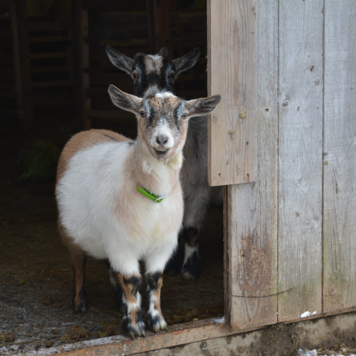 Chèvres à la ferme CaJoler.