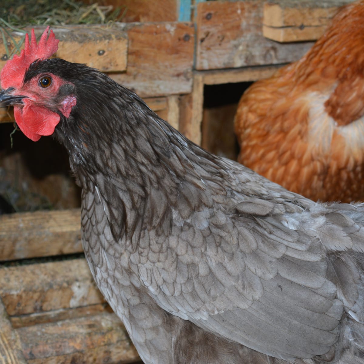 Poules à la ferme CaJoler.