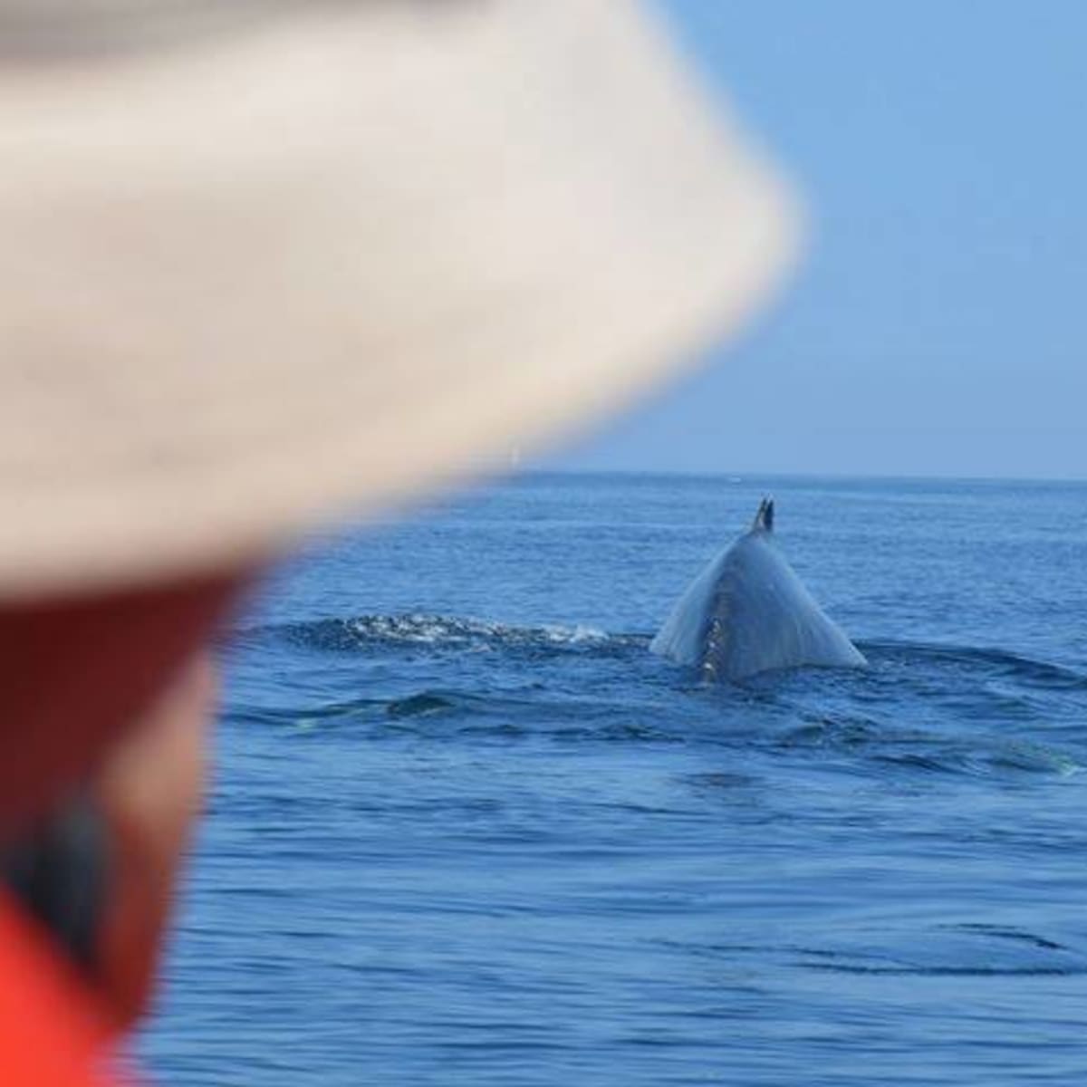Whale watching at Cap Aventure in Gaspésie