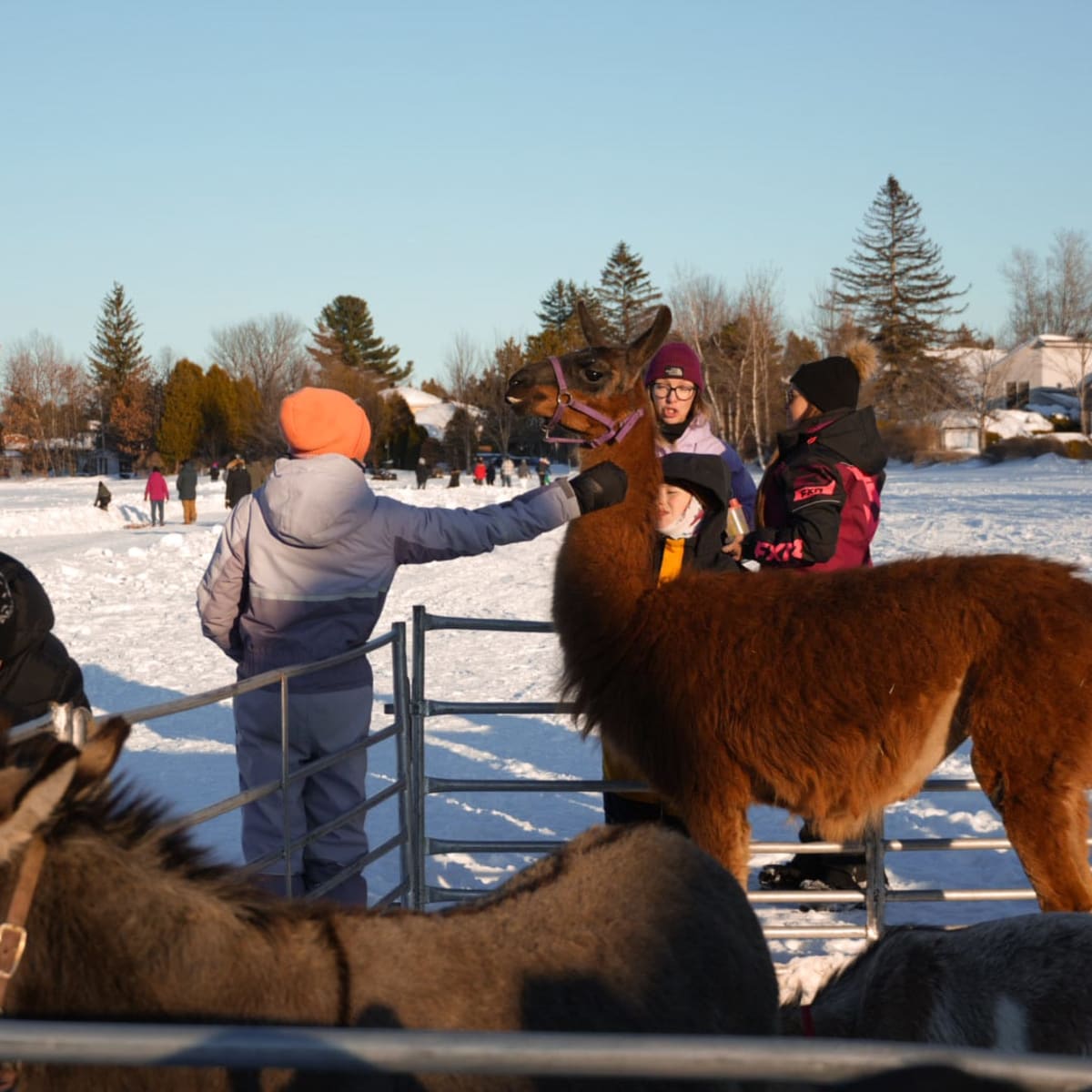Farm animals at the Carnaval d’hiver du Lac-à-la-Tortue.