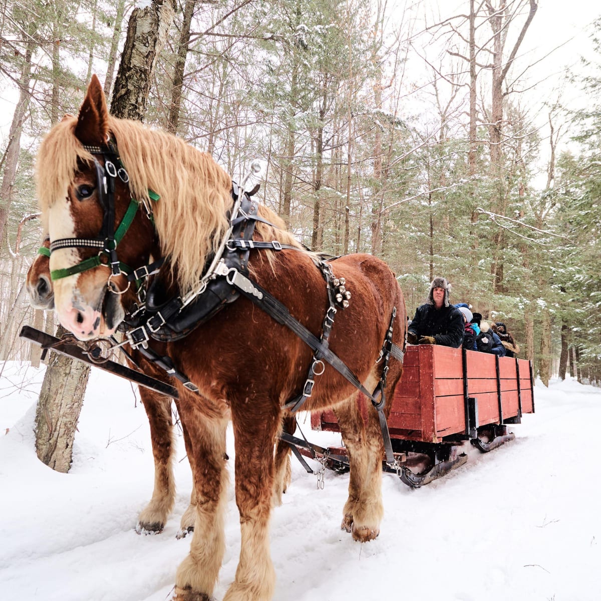 Celebrate the magic of the holidays in Petite Nation